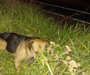 Pedido de socorro na Vargem Pequena