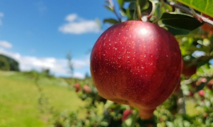 Maçã Fugi do Estado tem qualidade reconhecida