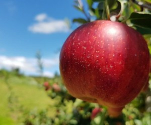 Maçã Fugi do Estado tem qualidade reconhecida