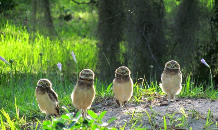Trilha Ecológica do Parque do Rio Vermelho reabre para o público nesta sexta-feira, 03