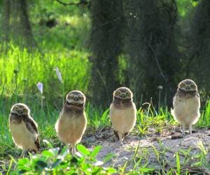 Trilha Ecológica do Parque do Rio Vermelho reabre para o público nesta sexta-feira, 03
