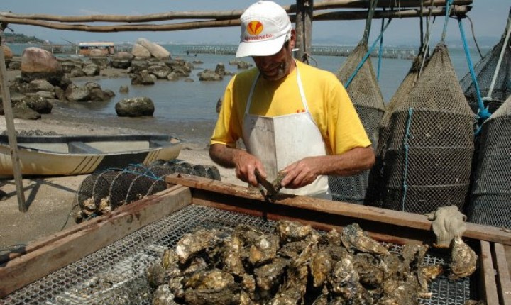Moluscos estão liberados para cultivo em Florianópolis