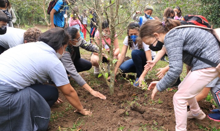 Conheça os projetos de preservação de árvores nativas na Capital