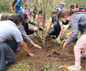 Conheça os projetos de preservação de árvores nativas na Capital