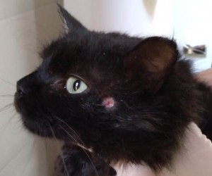 Alerta para doença que pode acometer animais e pessoas em Florianópolis