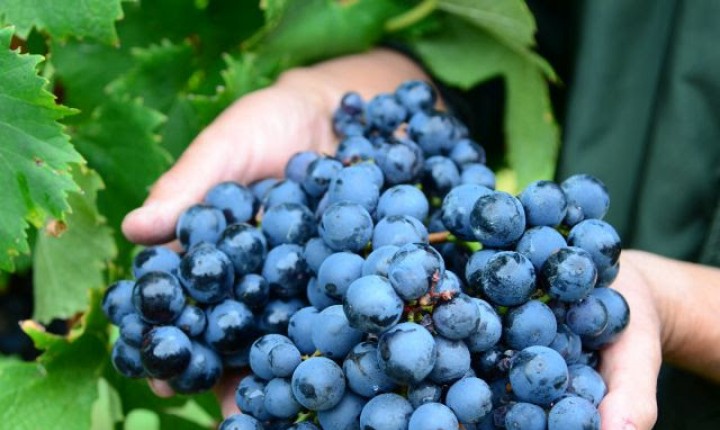 Um brinde à pesquisa