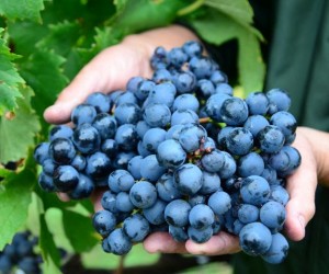 Um brinde à pesquisa