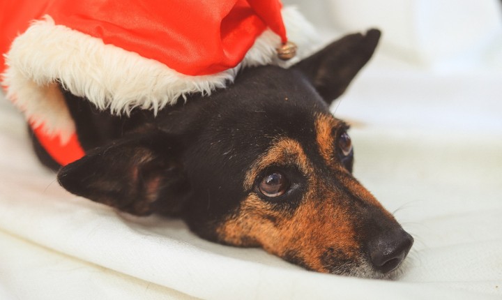 Alerta para cuidados com pets durante o Réveillon