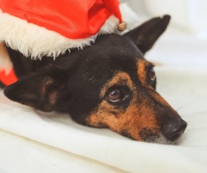 Alerta para cuidados com pets durante o Réveillon