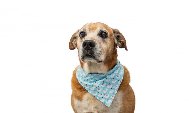 Prefeitura sanciona lei que amplia opção da adoção de cães e gatos 