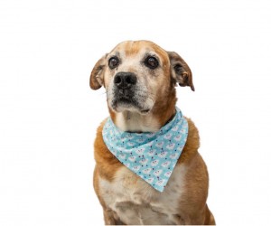 Prefeitura sanciona lei que amplia opção da adoção de cães e gatos 