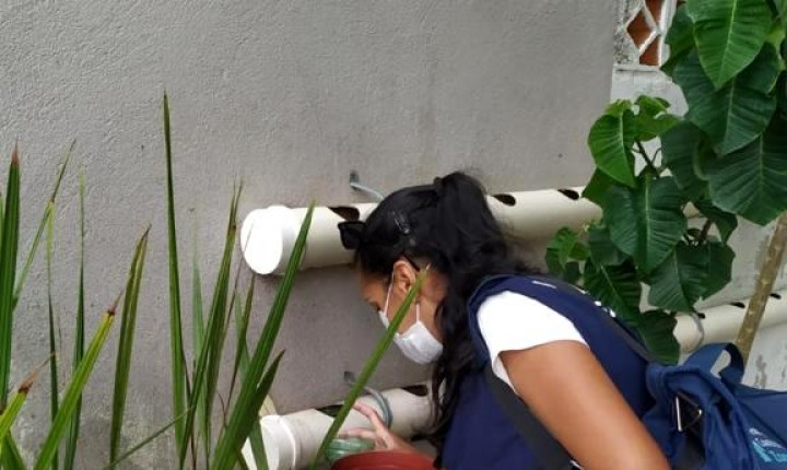 Alerta para grande número de focos do mosquito Aedes aegypti em Florianópolis