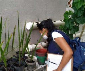 Alerta para grande número de focos do mosquito Aedes aegypti em Florianópolis