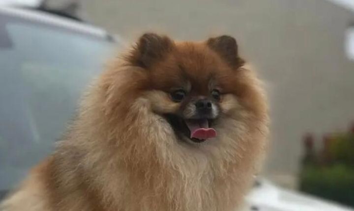 Após cerco em comunidade, PM recupera Maru