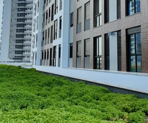 Uso de telhados verdes é opção sustentável