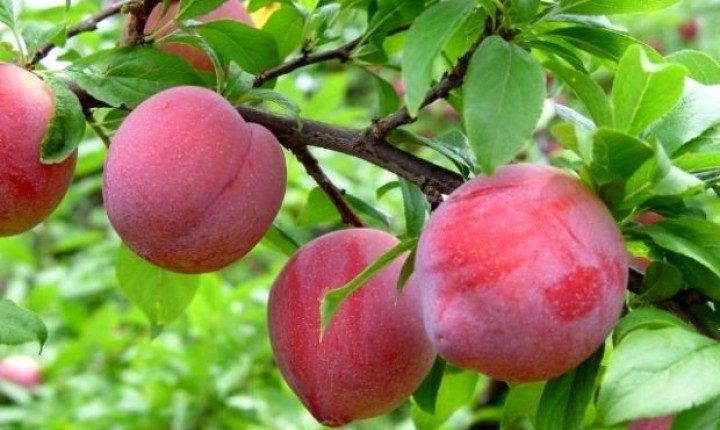 SC se firma como segundo maior produtor de ameixa do país