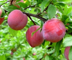 SC se firma como segundo maior produtor de ameixa do país