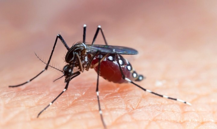 Inseticida para combate do aedes aegypt será aplicado na Trindade e na Agronômica, nesta quarta, 23