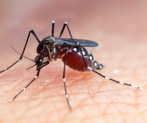 Inseticida para combate do aedes aegypt será aplicado na Trindade e na Agronômica, nesta quarta, 23