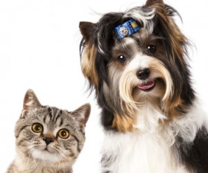 Castração social será realizada em shopping da Capital