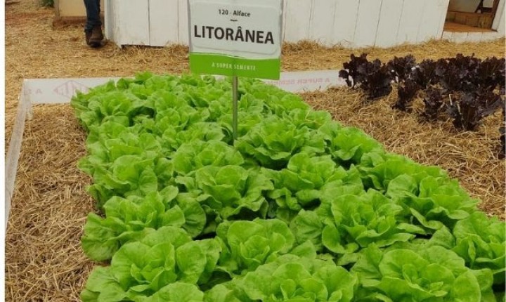 Conheça a alface resistente à estiagem