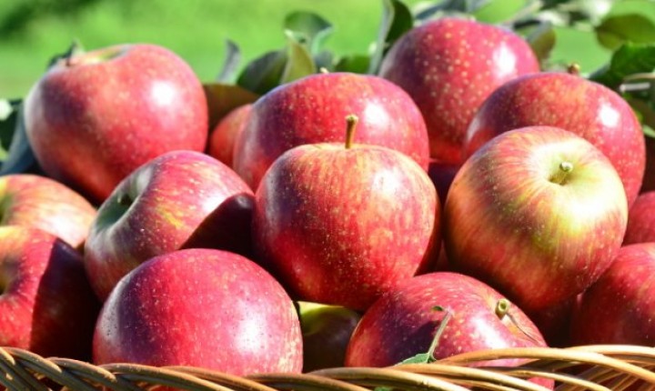 SC espera colher a melhor safra de maçã da história