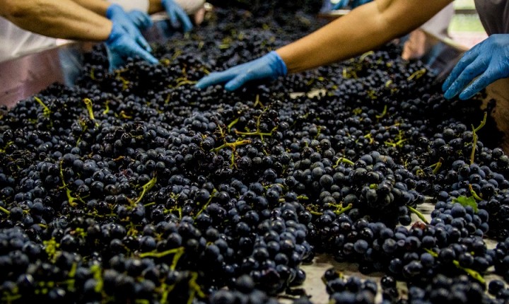 Miolo tem safra lendária em 2022