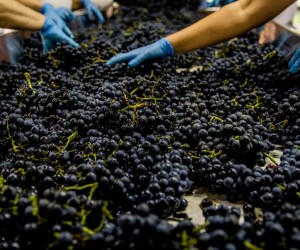 Miolo tem safra lendária em 2022