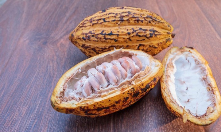  Do cacau ao chocolate: uma transformação que adoça mais a vida
