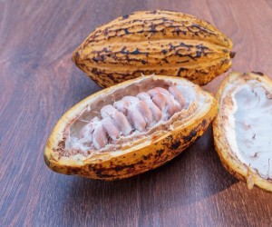  Do cacau ao chocolate: uma transformação que adoça mais a vida