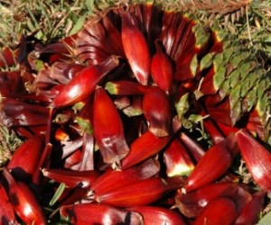 É época de pinhão, o queridinho dos dias frios