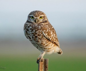 Conheça projeto de proteção de animais silvestres na Capital