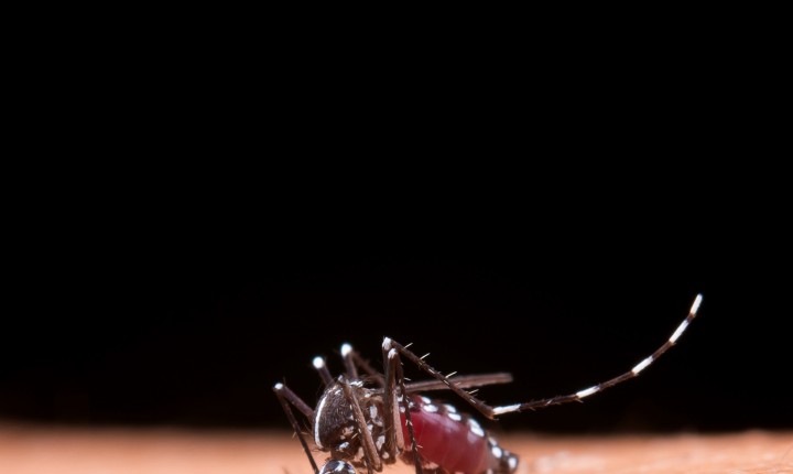 Dengue: o que fazer em caso de sintomas suspeitos?