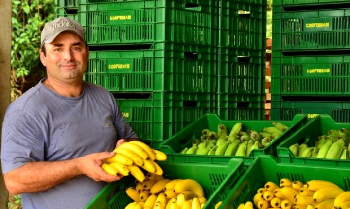 Produção de banana se recupera em SC