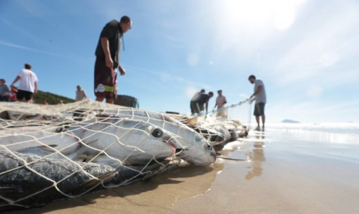 50 mil tainhas são capturadas desde início da safra em Floripa, afirma 'Tainhômetro'