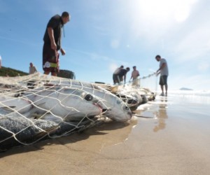 50 mil tainhas são capturadas desde início da safra em Floripa, afirma 'Tainhômetro'