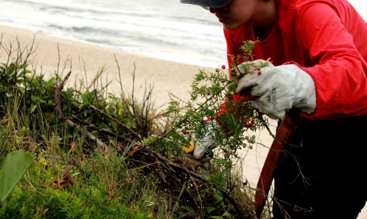 Plantas exóticas são removidas para conservação da biodiversidade nativa