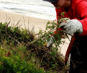 Plantas exóticas são removidas para conservação da biodiversidade nativa