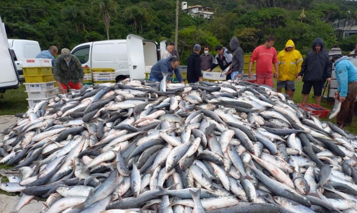 Mais de 100 mil tainhas são capturadas antes da metade da safra