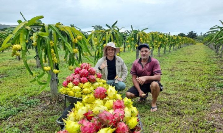 Safra da pitaia cresce 75% em SC