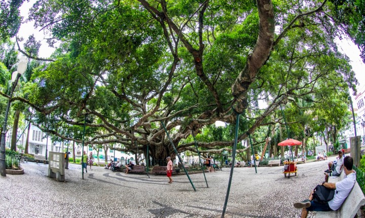 Figueira da Praça XV terá revisão e tratamento 