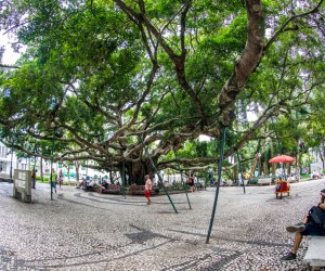 Figueira da Praça XV terá revisão e tratamento 