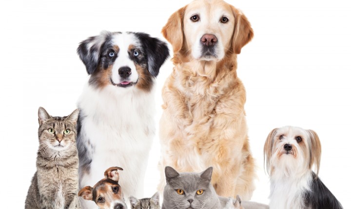 Projeto polêmico envolve animais na Capital