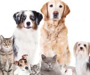 Projeto polêmico envolve animais na Capital