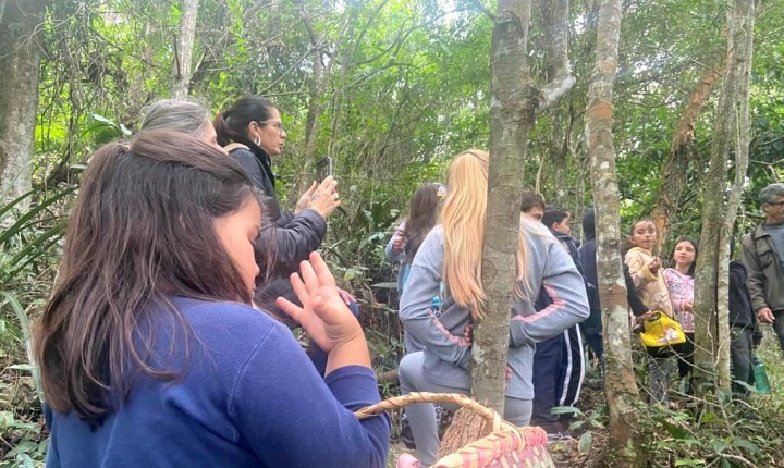 Árvores nativas são plantadas em espaços públicos da Capital