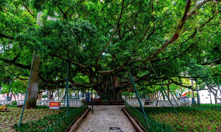 Figueira passará por tomografia e população poderá participar