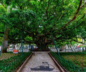 Figueira passará por tomografia e população poderá participar