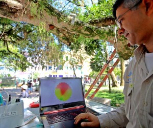 Figueira da Praça XV passa por tomografia detalhada 