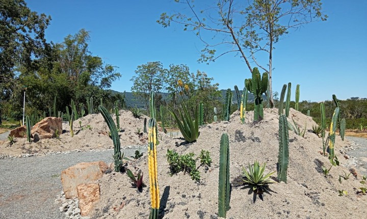 Jardim Botânico ganha área temática com cactos e suculentas 