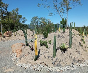 Jardim Botânico ganha área temática com cactos e suculentas 